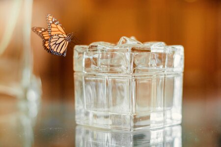 Butterfly glass brown butterfly