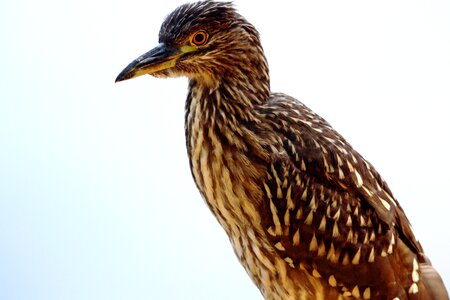 Fish-eating bird looking bird on natural background