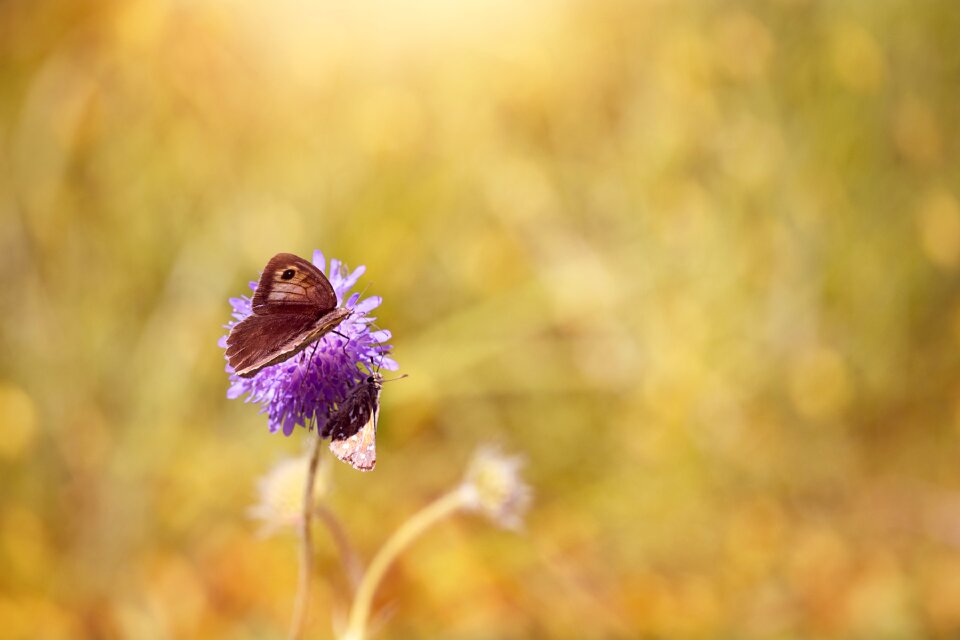Bloom pointed flower nature