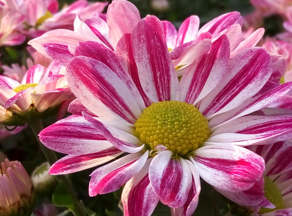 Chrysanthemum daisy cosmos