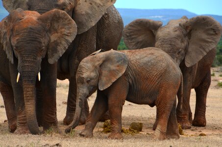 Elephant family young elephant wilderness photo