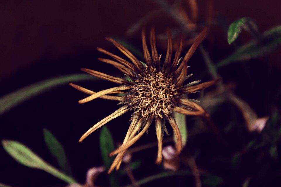 Orange flower spring withered flower