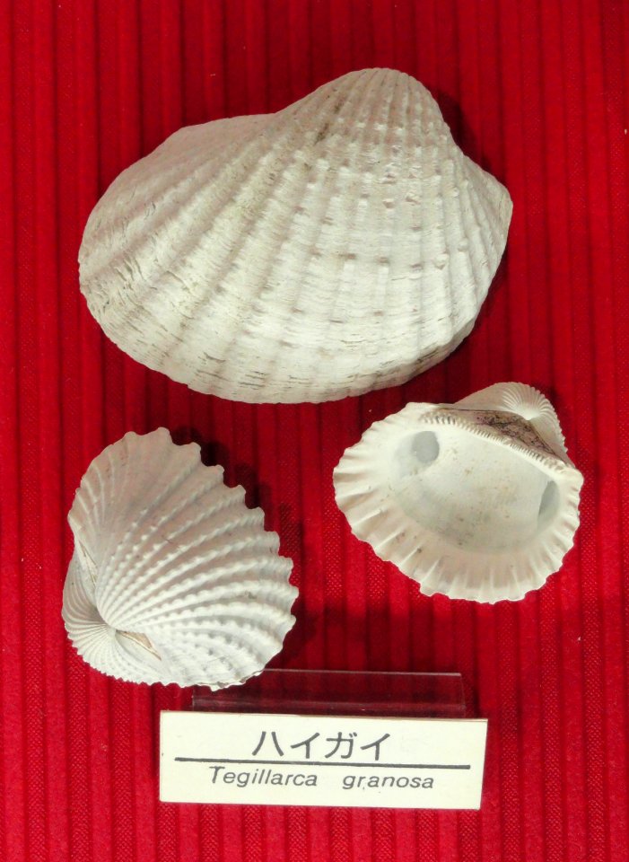 Tegillarca granosa - Osaka Museum of Natural History - DSC07767