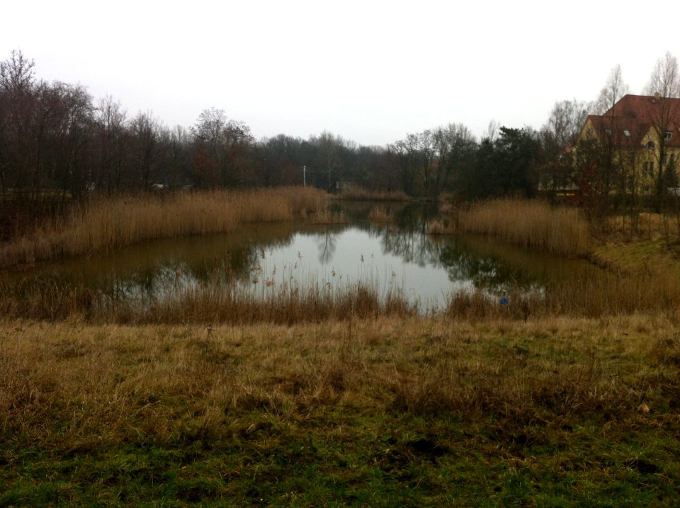Teich westlich Gimritzer Damm in Halle - Panzerteich 01