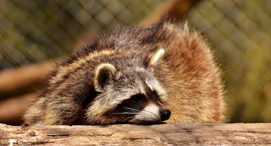 Mammal sweet nature