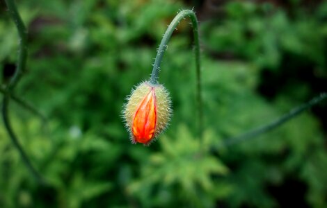 Sepals hair stem photo