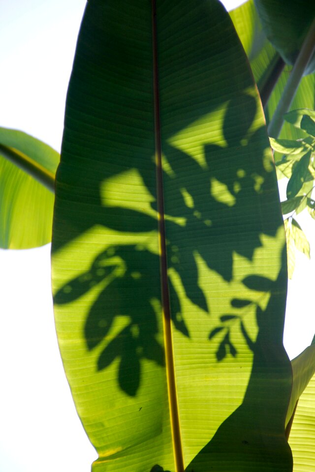 Exotic palm tree palm fronds