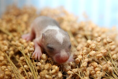 Mongolian gerbils mice animals photo