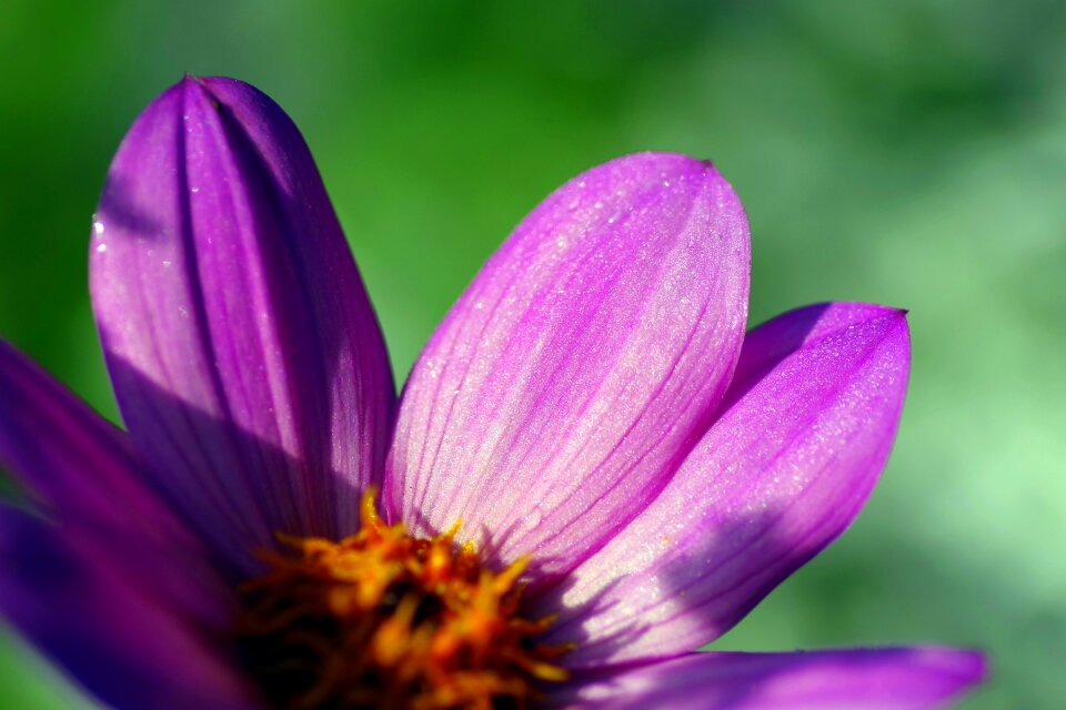 Violet zinnia daliowa garden