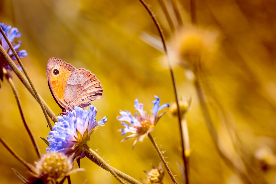 Flower pointed flower nature