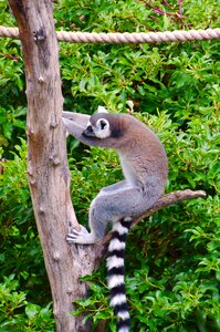 Madagascar primates wild animal