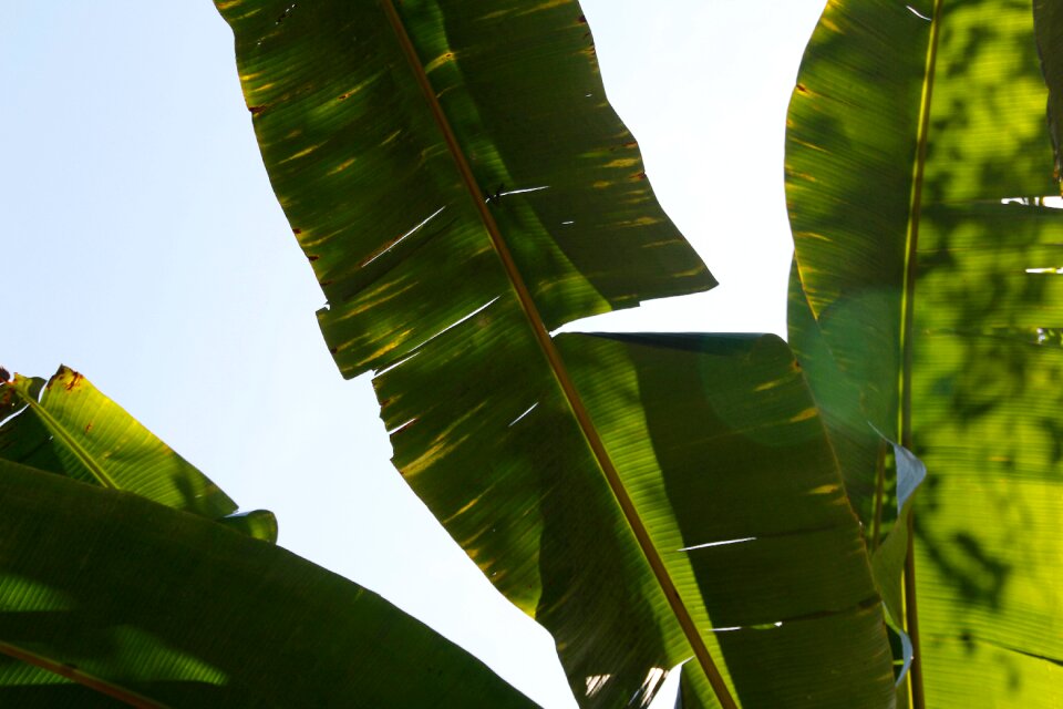 Exotic palm tree palm fronds