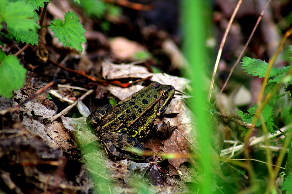 Teichfrosch am Holtwicker See
