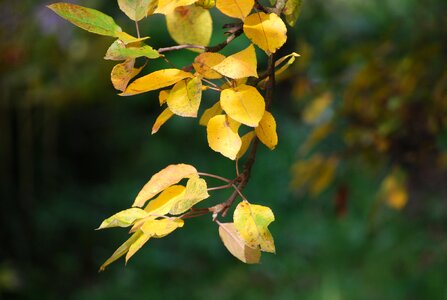 Nature golden autumn autumnal photo