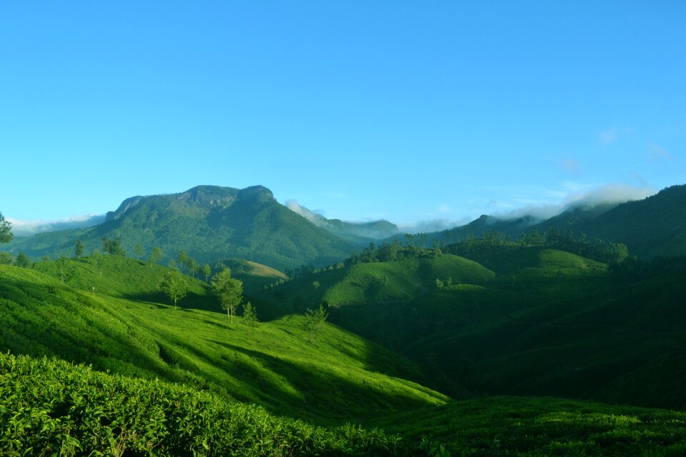 Nature landscape tea