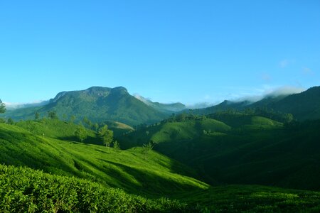 Nature landscape tea
