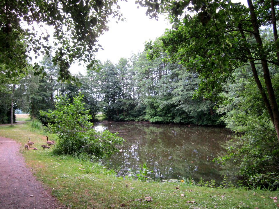 Teich Westerenger