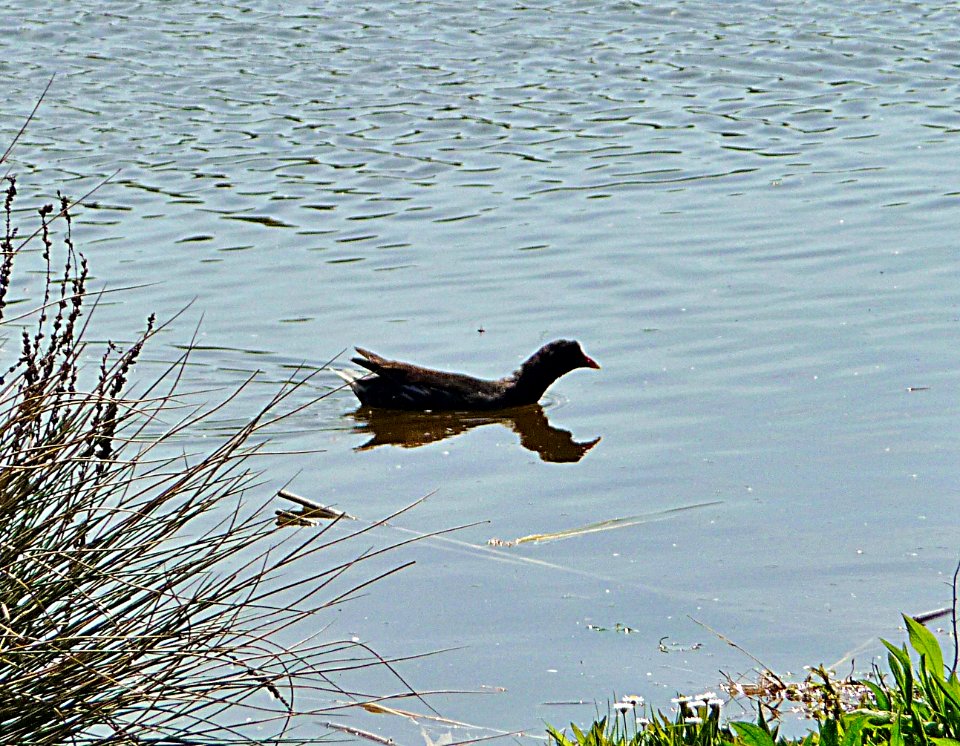 Teichhuhn Osterhofen
