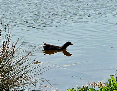 Teichhuhn Osterhofen
