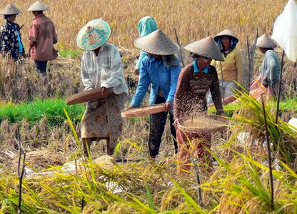 Harvest winnowing agricultural