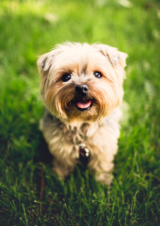 Canine cute dog