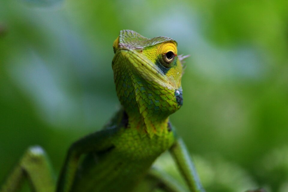 Wildlife nature colorful