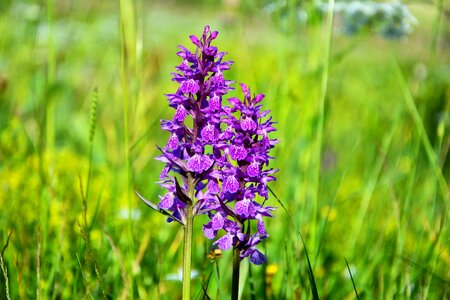 Spring flowers plant flowers photo