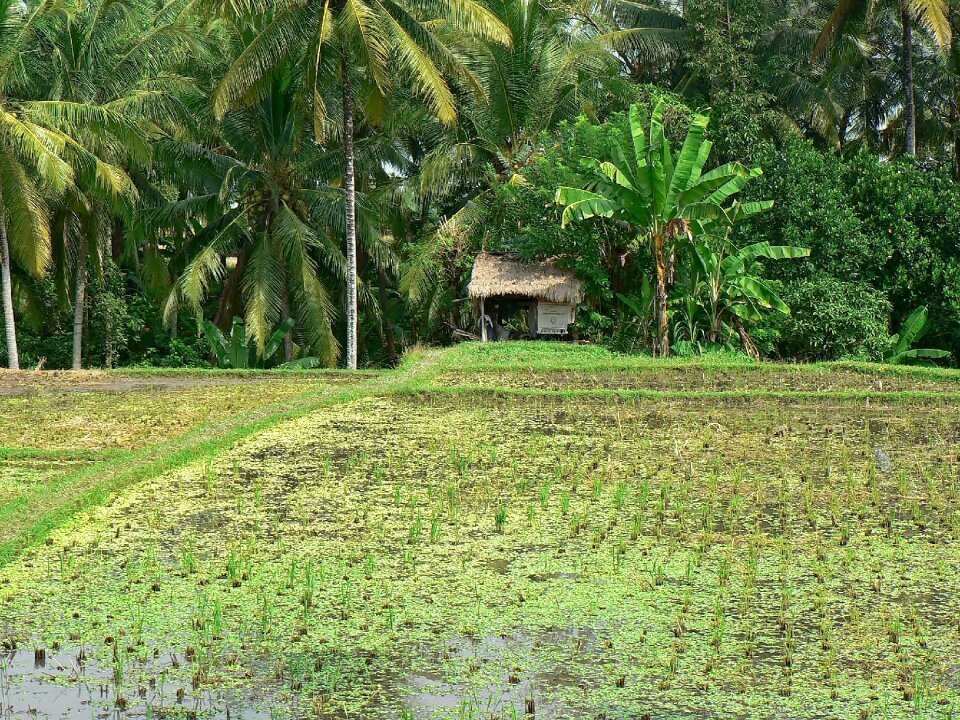 Landscape agricultural agriculture