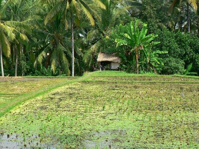 Landscape agricultural agriculture photo