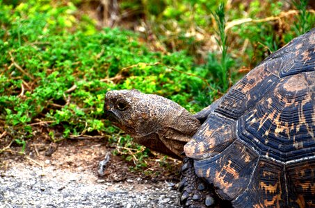 Africa wild animal turtle