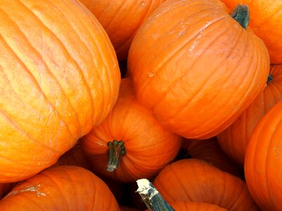 Decoration vegetables harvest photo