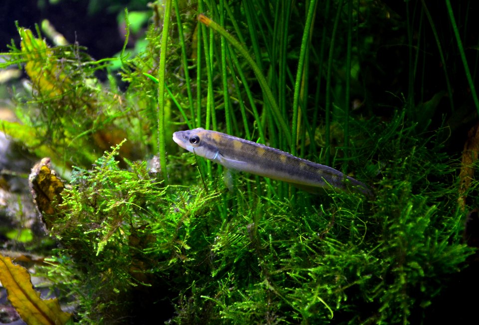Teleocichla prionogenys Aquarium tropical du Palais de la Porte Dorée 10042016 3