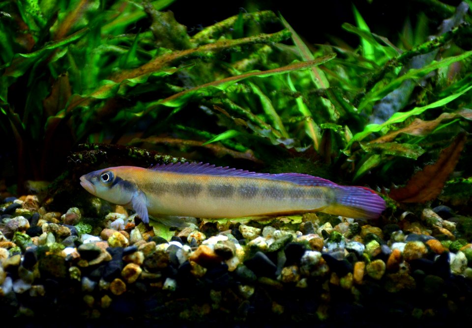 Teleocichla prionogenys Aquarium tropical du Palais de la Porte Dorée 10042016 2