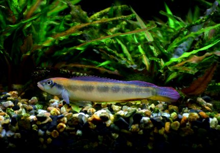 Teleocichla prionogenys Aquarium tropical du Palais de la Porte Dorée 10042016 2