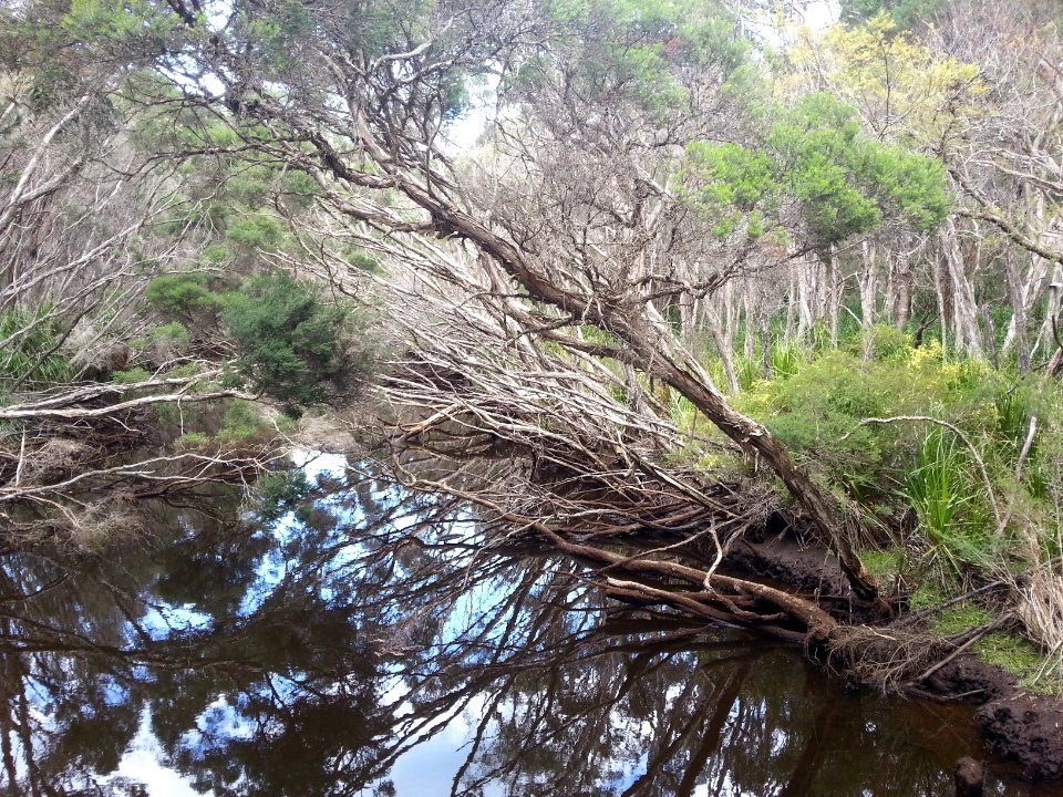 Telegraph Saddle to Sealers Cove Track, Wilsons Promontory National Park 10