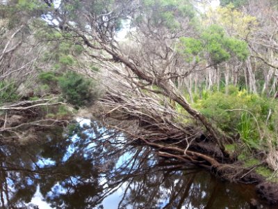 Telegraph Saddle to Sealers Cove Track, Wilsons Promontory National Park 10