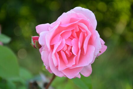 Garden color pink summer flowers photo