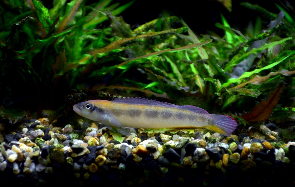 Teleocichla prionogenys Aquarium tropical du Palais de la Porte Dorée 10042016 1