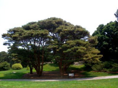 Tanyosho pines NYBG jeh photo