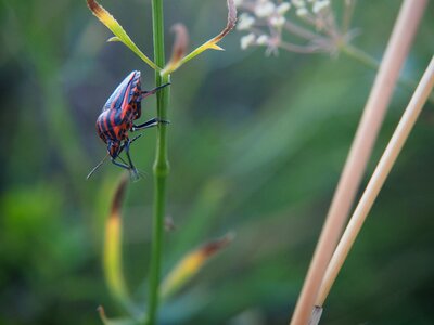 Nature black beetle red beetle