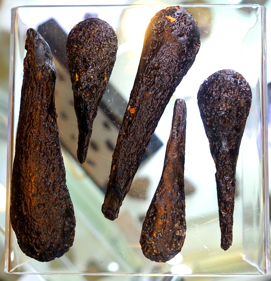 Tektites, Indochinite - Center for Meteorite Studies - Arizona State University - Tempe, AZ - DSC05853