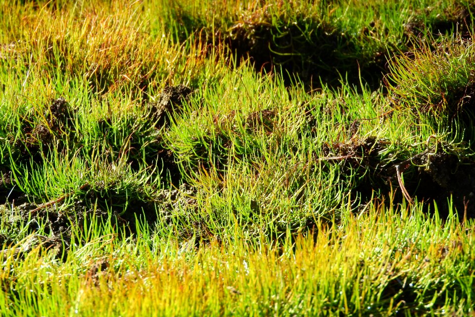 Fern bracken endemit
