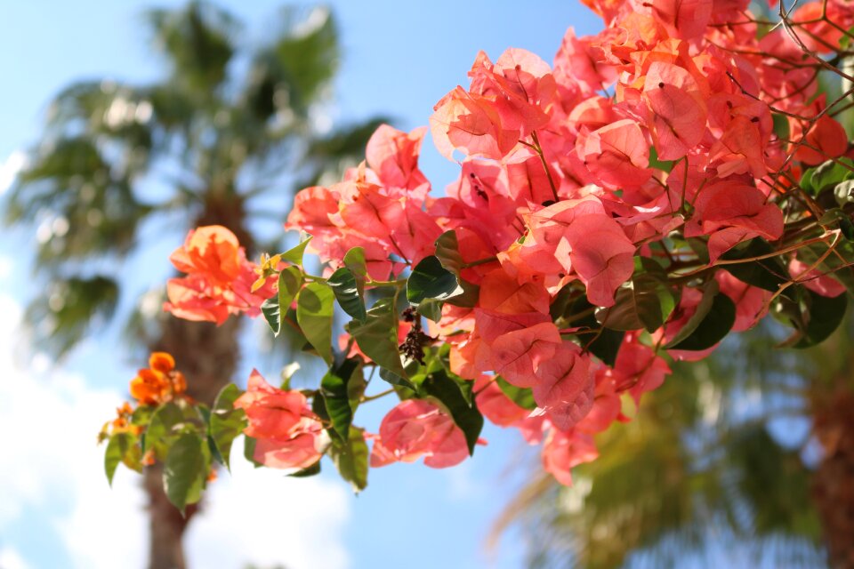 Mediterranean mallorca red