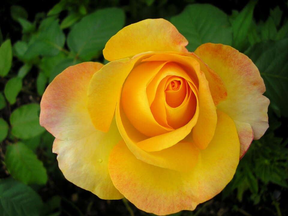 Yellow rose petals garden