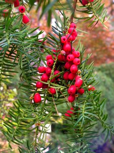 Taxus baccata seed cones