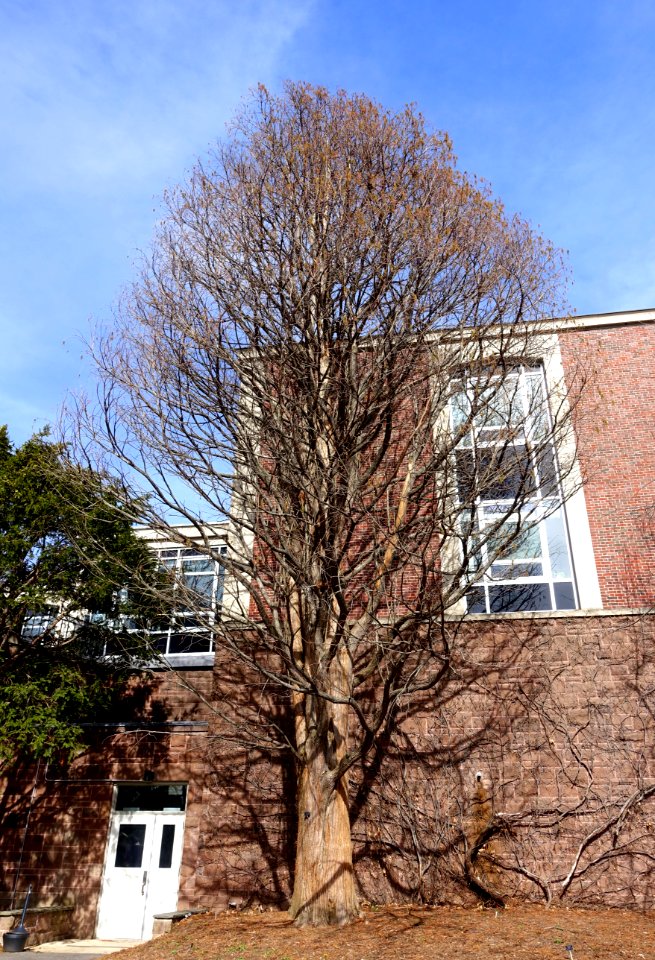 Taxodium distichum var. imbricatum (Taxodium ascendens) - Botanic Garden of Smith College - DSC02099