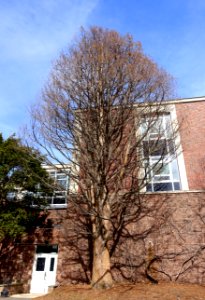 Taxodium distichum var. imbricatum (Taxodium ascendens) - Botanic Garden of Smith College - DSC02099