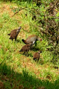 Tasmanian-hens-20071101-002 photo