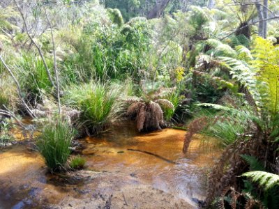 Telegraph Saddle to Sealers Cove Track, Wilsons Promontory National Park 07