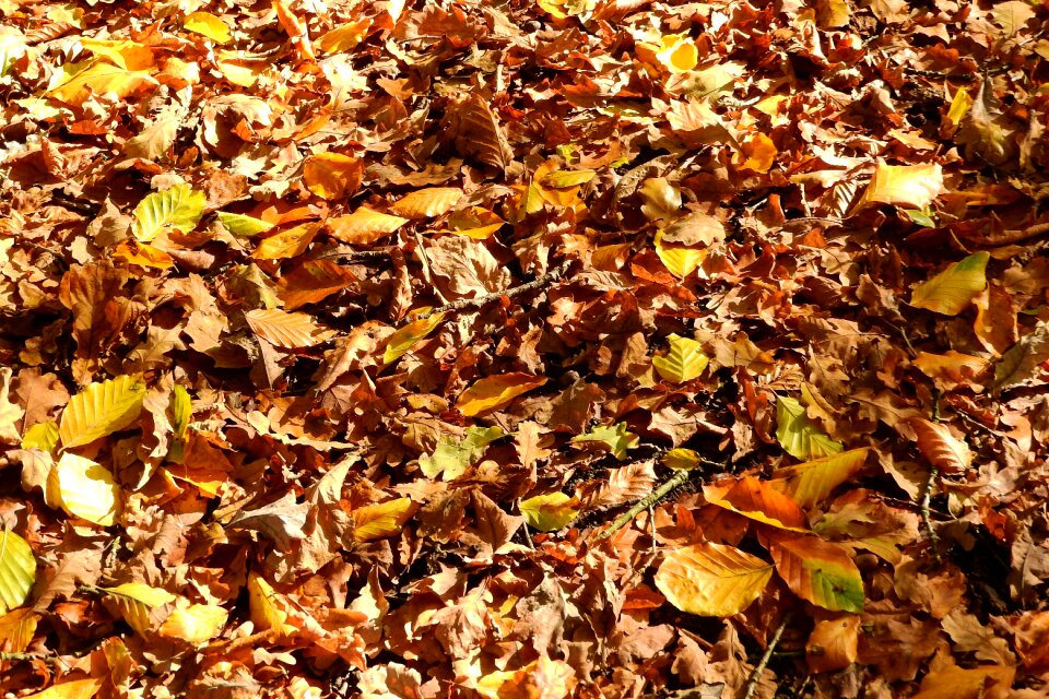 Autumn foliage fallen